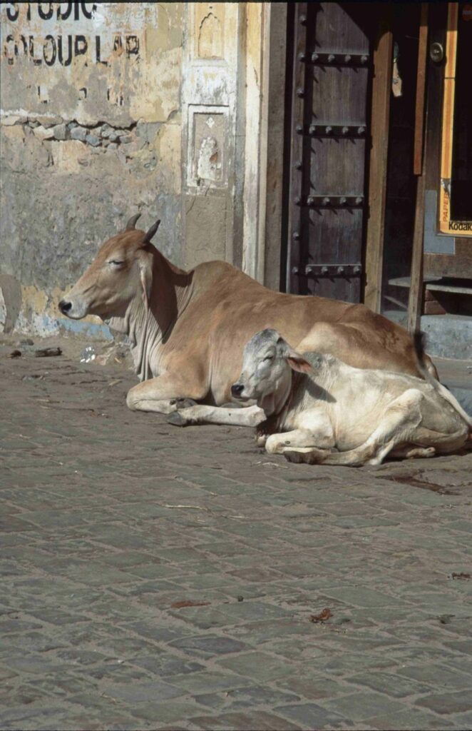 Kühe wie diese gelten im Hinduismus als heilig und dürfen deshalb nicht auf dem Tisch landen.