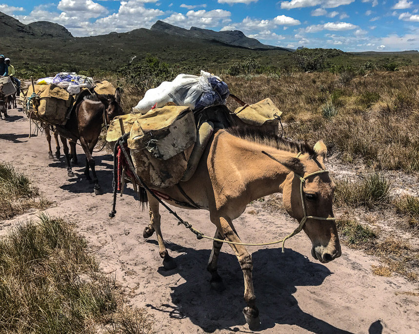 Bepackte Pferde auf dem Weg durch Graslandschaften Richtung Vale do Pati, Chapada Diamantina.