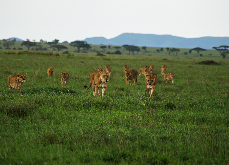 Eine Herde Löwen stolziert durch die Grasfelder der Serengeti in Tansania.