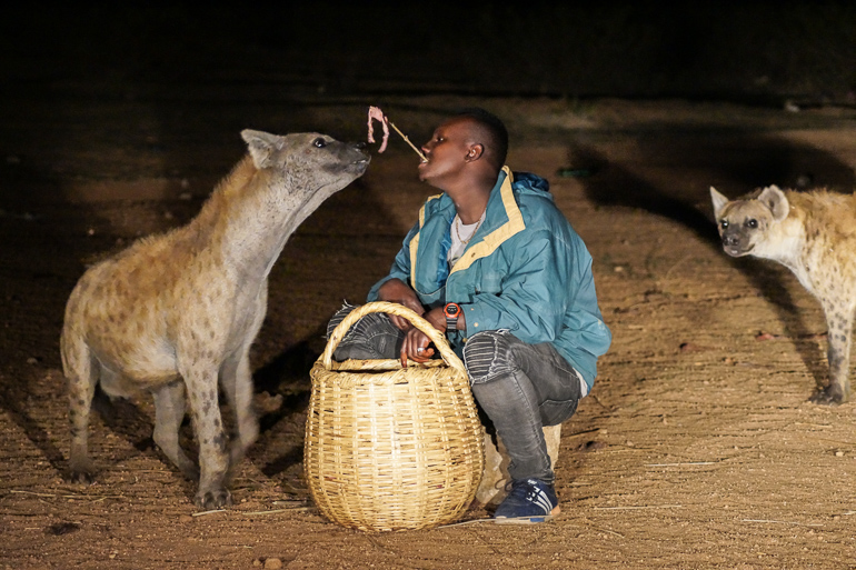 Ein Einheimischer füttert Hyänen mit Fleisch aus einem Korb in Harar, Äthiopien.