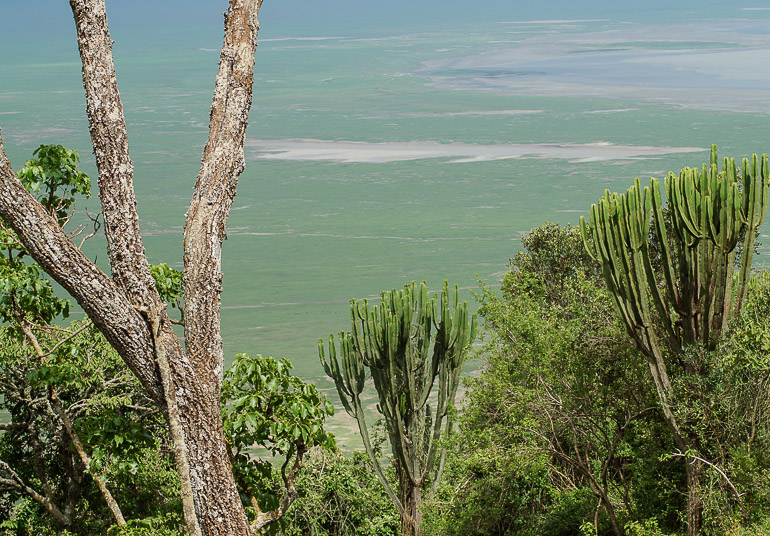 Auf Safari in Tansania ist der Blick zwischen Bäumen und Kakteen auf den Ngorongoro Krater gerichtet.