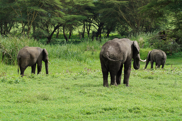 Auf Safari in Tansania Afrika stehen drei mit dem Rücken zur Kamera gewandte Elefanten im hochgewachsenem Gras.