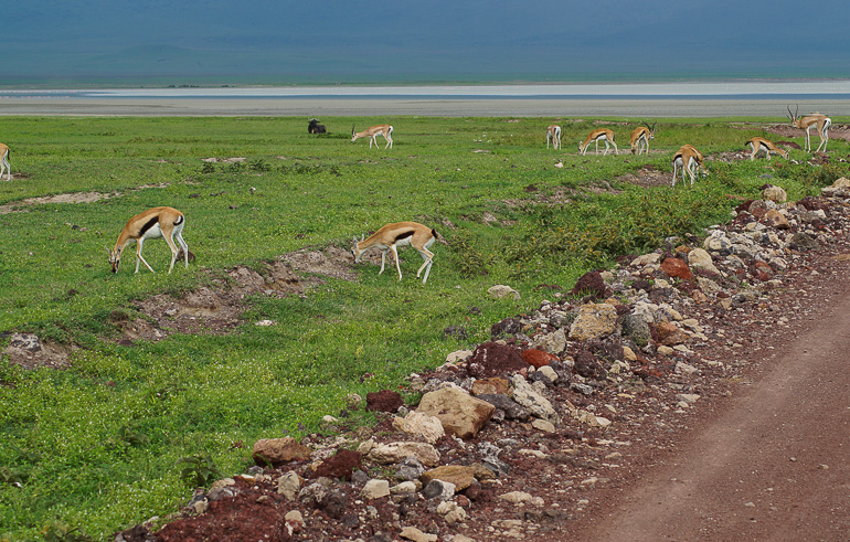 Gazellen grasen in Tansania in der Nähe einer Schotterstraße des Ngorongoro Kraters.