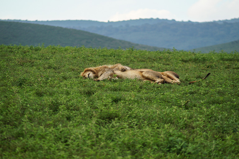 Auf einer grünen Wiese in Tansania am Ngorongoro Krater kuschelt engumschlungen ein Löwenpärchen.