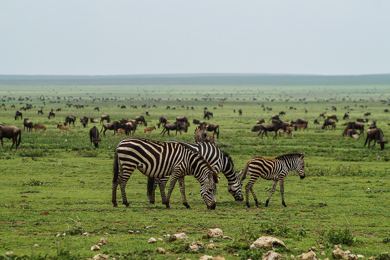 Hinter einer grasenden Zebrafamilie sind zwei Millionen Gnus auf ihrem Weg Richtung Tansanias Norden.