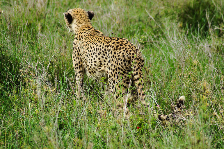 Ein Gepard im hohen Gras der Serengeti hält mit dem Rücken zur Kamera Ausschau.
