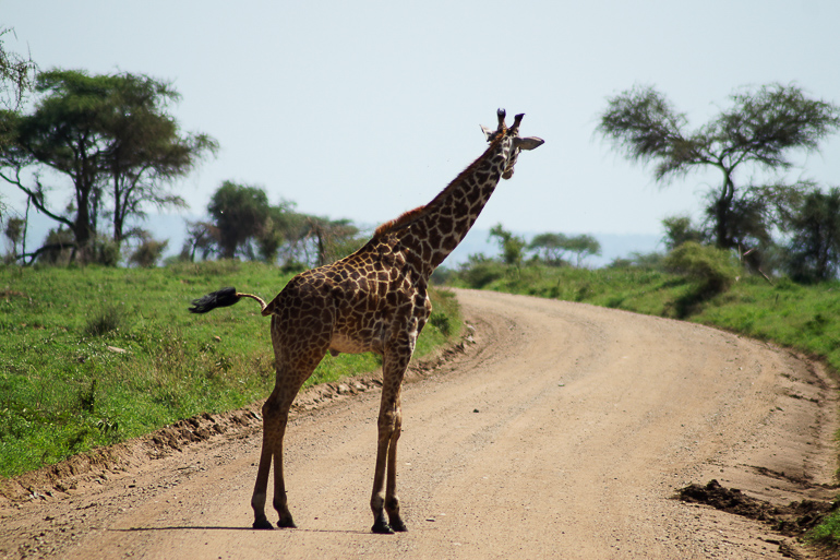 Eine Giraffe kreuzt auf einer Safari in Tansani die Schotterstraße.