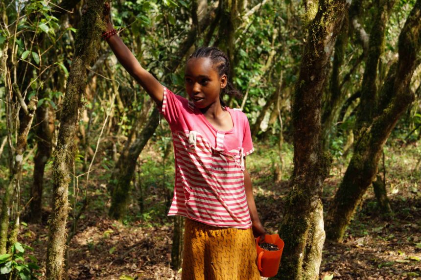 Ein kleines einheimisches Mädchen lacht zwischen Wildkaffeesträuchern in Bonga, Äthiopien in die Kamera, in der Hand hält sie eine kleine Kanne gefüllt mit roten Kaffeebohnen.