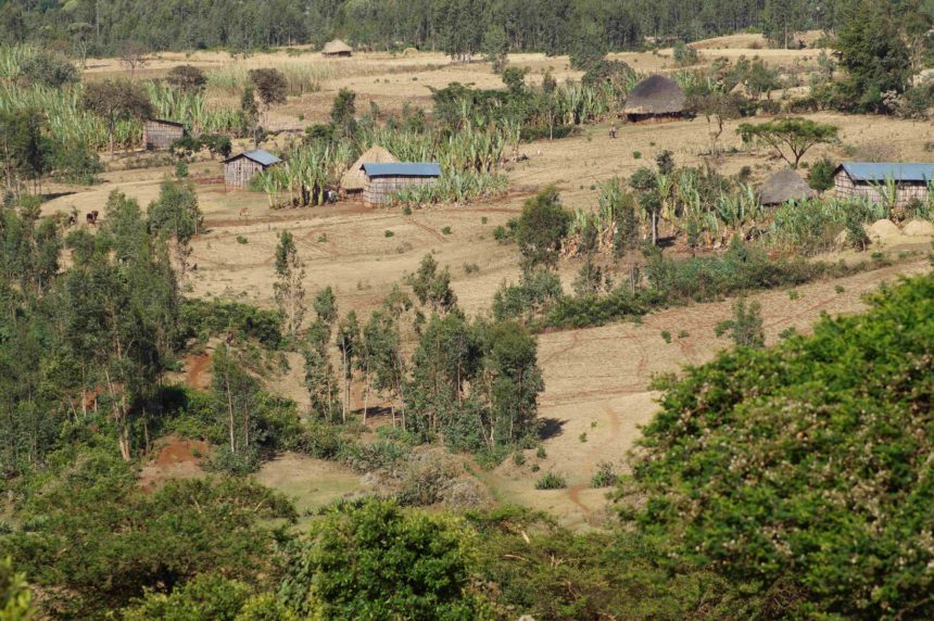 In Äthiopien von Addis Abeba bis Kafa stehen zwischen Bäumen und trockener Graslandschaft vereinzelte Hütten aus Bambus.