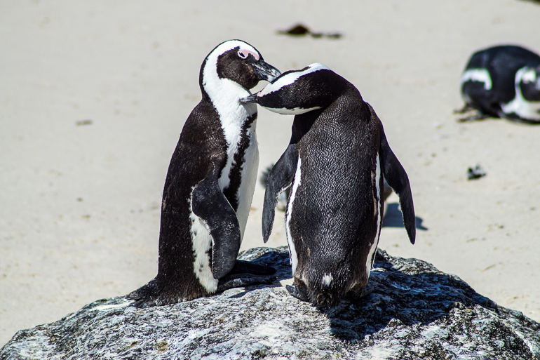 In Südafrikas Kapregion am Boulders Beach steht auf einem kleinen Felsen ein Pinguinpärchen und bertreibt gegenseitige Fellpflege.