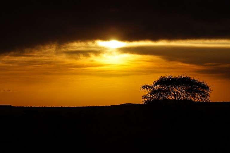 Bei einem Sonnenuntergang in der Serengeti ist der Himmel orange gefärbt die Landschaft und ein großer Baum wirken schwarz.