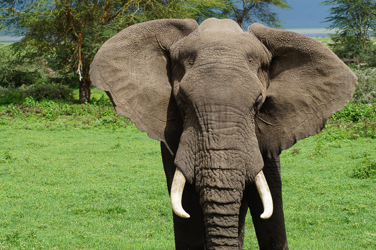 Ein Elefant mit wackelnden Ohren und Stoßzähnen in Nahaufnahme in Tansania auf Safari.