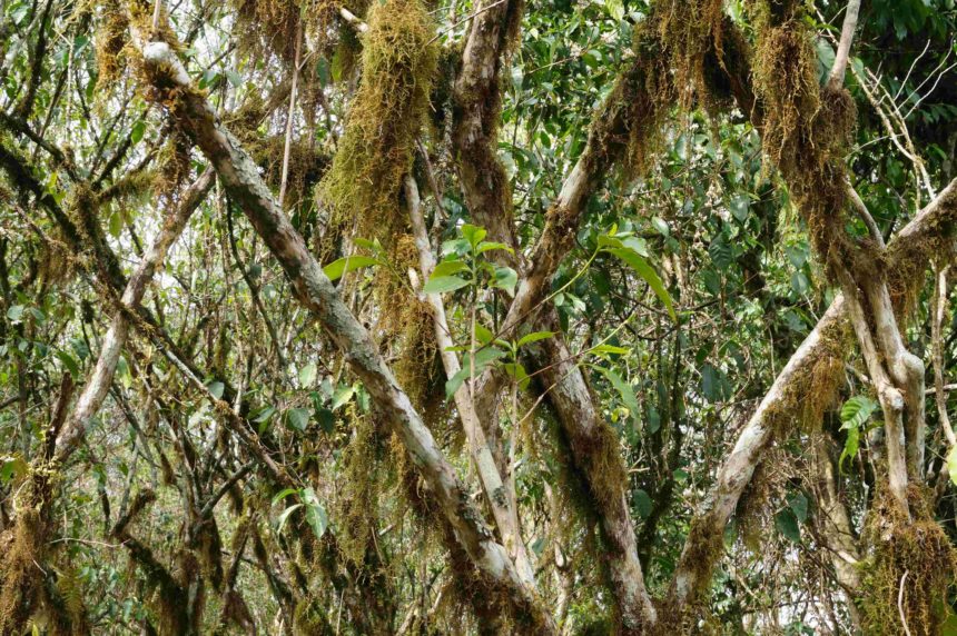 Die Äste der Wildkaffeesträucher in den Wäldern von Bonga, Äthiopien, sind mit Pflanzen bewachsen.