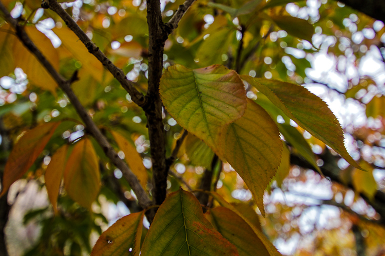 Die Blätter an den Bäumen in den Blue Mountains färben sich im Mai rot-braun.