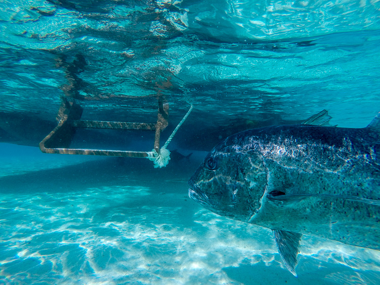 Ein großer Fisch schwimmt im Meer der Cook Inseln ganz nah an einer Bootstreppe vorbei.