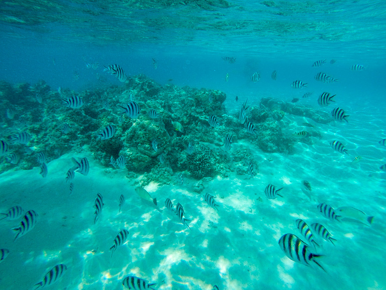 Unter Wasser bei den Cook Inseln, Aitutaki tummeln sich schwarz-weiß-gestreifte Fische um ein kleines Korallenriff.