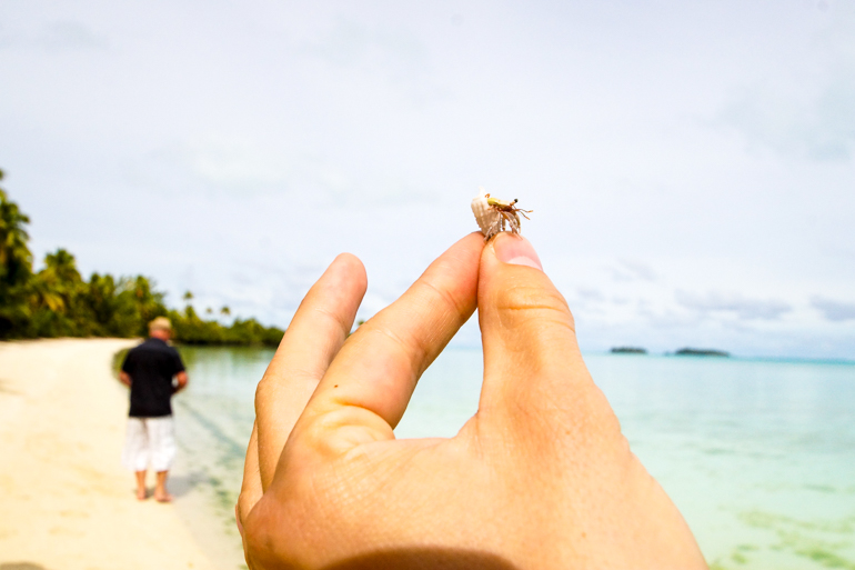 Am Strand der Cook Inseln hält eine Hand eine kleine Krabbe in einer Muschel in die Kamera.