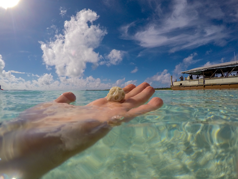 Eine Hand hält im glasklarem Meer auf Aitutaki, Cook Inseln eine beigefarbene Muschel in der Hand.