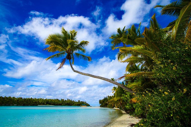 Eine quergewachsene Palme setzt sich am Strand von One Foot Islands gekonnt in Szene.