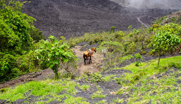 Am Fuße des Vulkans Pacaya in Guatemala wandert ein Pferd mit seinem Besitzer durch die grau-grüne Landschaft.