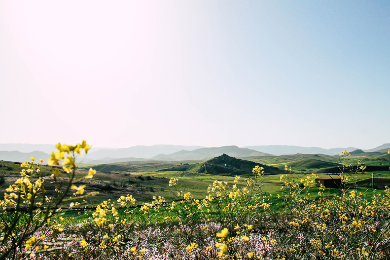 In the hilly hinterland of Morocco, visitors can expect lush green meadows and yellow flowering plants.