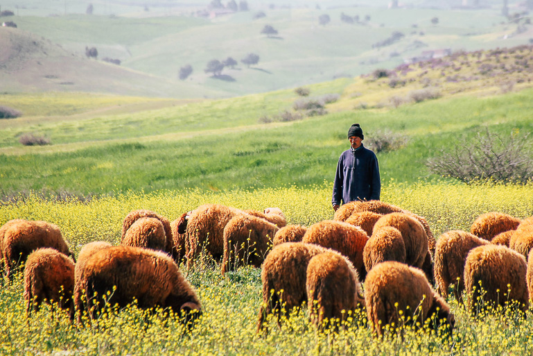 In Marokkos Hinterland lässt ein Schäfer seine braunen Schafe auf grünen Hügeln weiden.