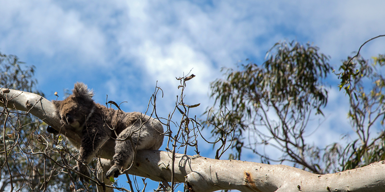 Auf Philip Island, Australien hat es sich ein Koala auf einem Ast eines Eukalyptusbaumes gemütlich gemacht.