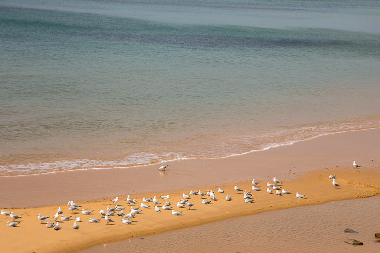 Victoria, Australien: Auf einer Sandbank am Strand von Philip Island tummeln sich Möwen.