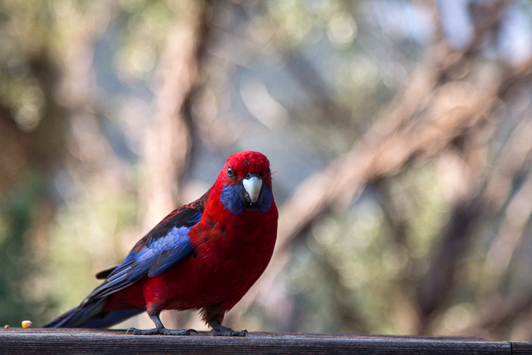 Ein rot-blauer Vogel in Yarra Valley, Wilsons Promontory - Australien sitzt auf einer Balustrade und blickt frech in die Kamera.