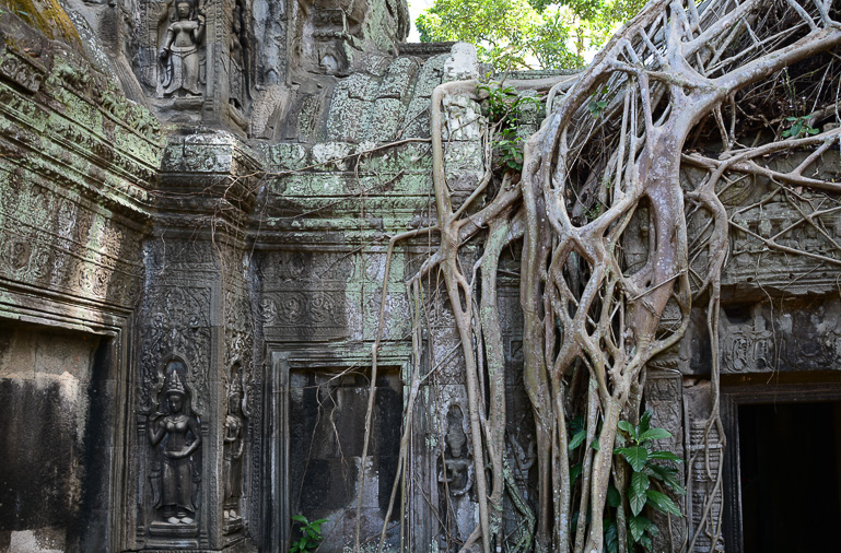 Äste von Würgefeigen schlängeln sich in Kambodschas steinernen Tempelanlage Angkor Ta Phrom entlang.