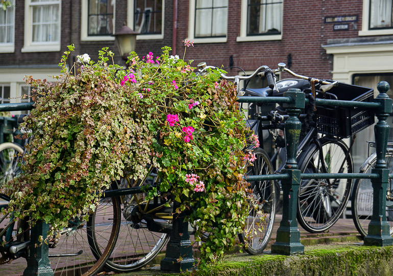 An einem schmiedeeisernen Brückengeländer in Amsterdam, das mit Blumen geschmückt ist, sind Fahrräder angelehnt.