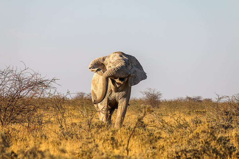 Ein Elefant in Nahaufnahme inmitten Namibias Etosha National Park.
