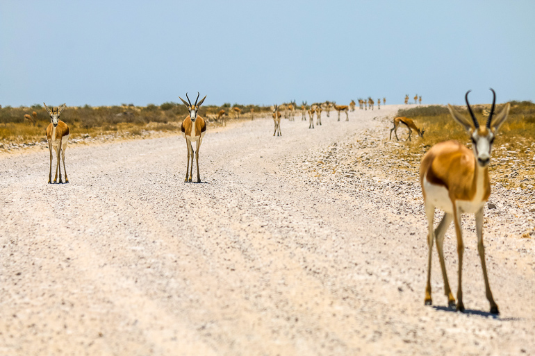 Auf einer Schotterstraße im Ethosha National Park in Namibia haben sich einige Impalas neugierig auf den Weg gemacht.