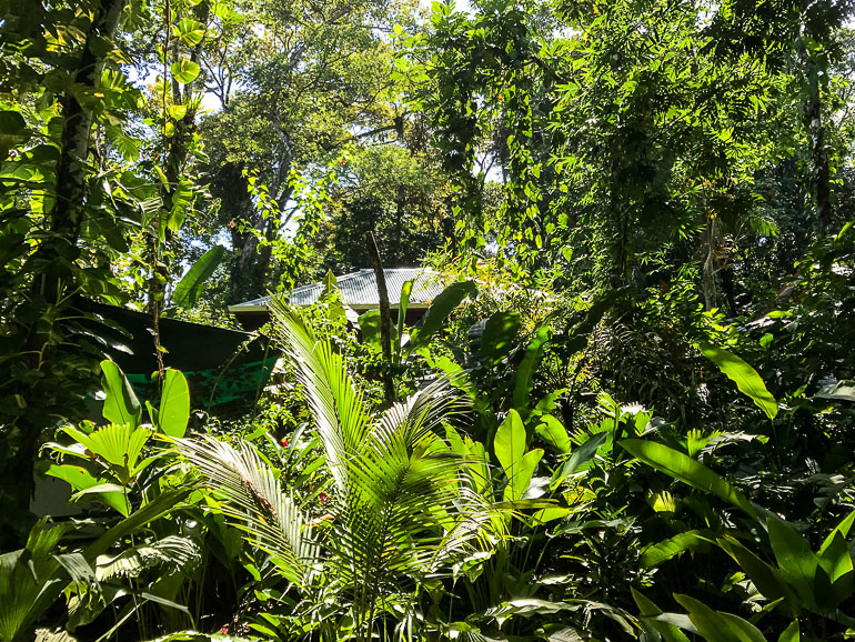 Among the trees, shrubs and palm trees of the jungle of Bastimentos, Panama, the white roof of the Palmar can be barely discerned.