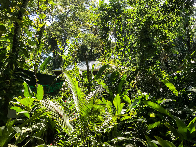 Zwischen Bäumen, Sträuchern und Palmen des Dschungels von Bastimentos, Panama, ist kaum merklich das weiße Dach der Unterkunft Palmar zu erkennen.