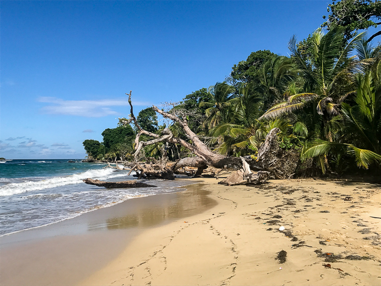 An uprooted tree in front of palm trees lies on the sandy Playa Polo beach in Bastimentos, Panama, America.