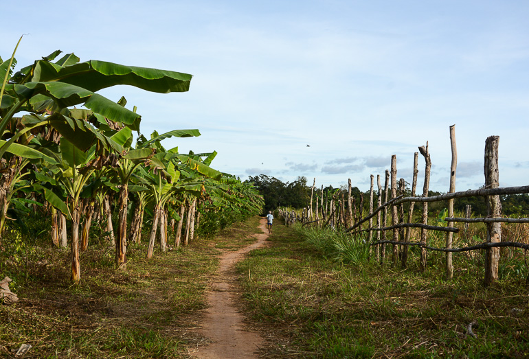 Travellers Insight Reiseblog Reisetipps Kambodscha Cardamom Mountains Chi Path Bananenplantage