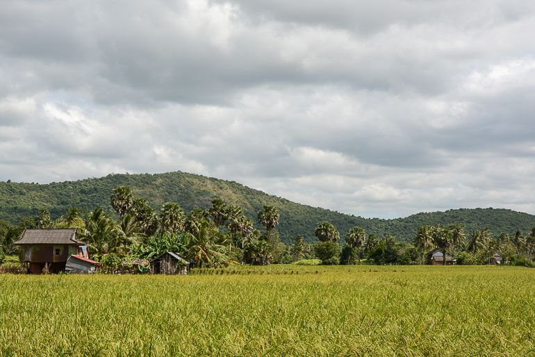 Travellers Insight Reiseblog Reisetipps Kambodscha Kampot Reisfelder