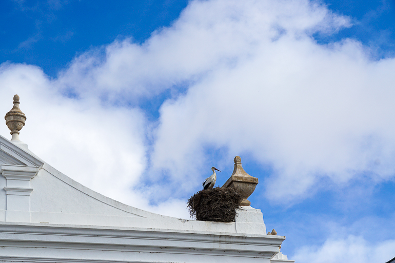 In Faro hat sich auf einem weißen Dach ein Storch sein Nest gebaut.