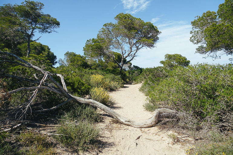 Durch einem Pinienwald in Mallorca schlängelt sich ein sandiger Weg, eine große Wurzel liegt quer darüber.