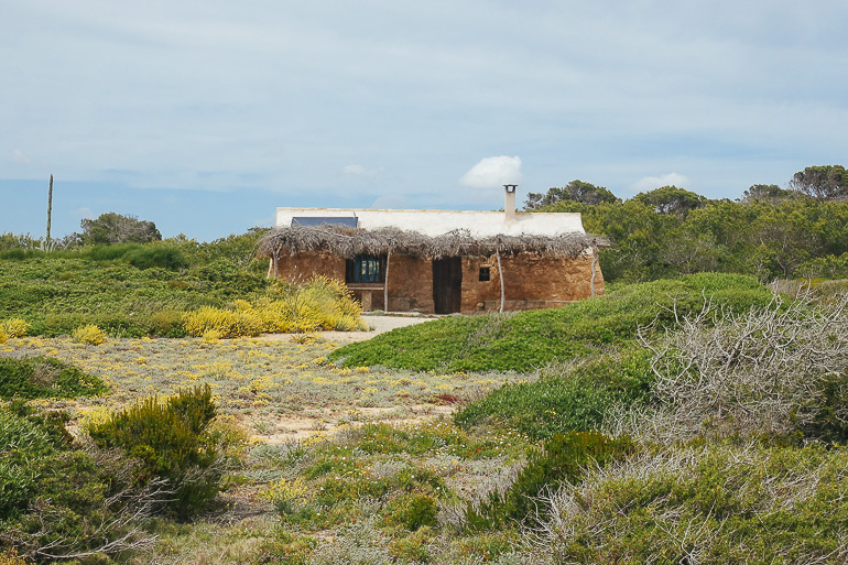 Auf einem bewachsenen Weg liegt ein altes aus Stein gebautes Fischerhaus mit Reetdach.