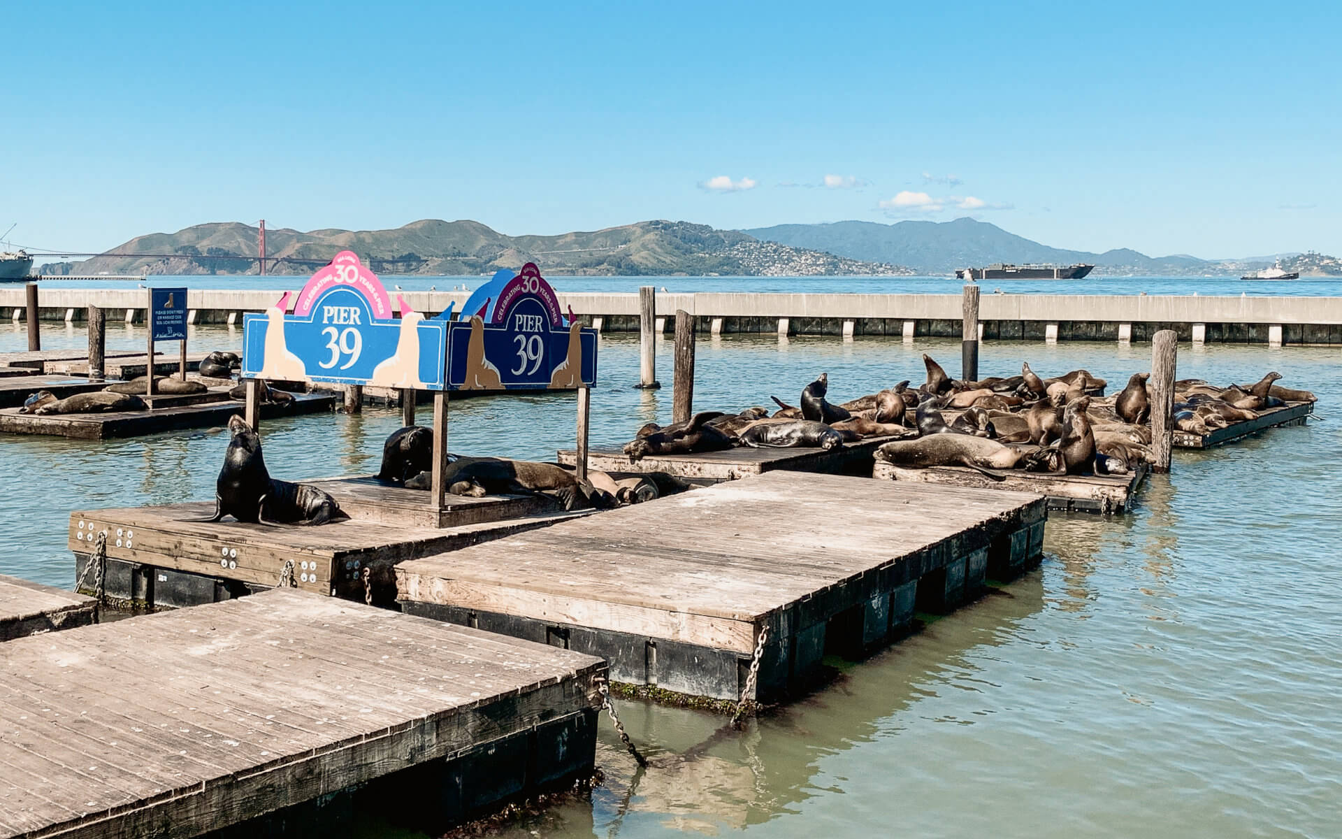 Die Seelöwen am Pier 39 von San Francisco sind eine riesige Attraktion.