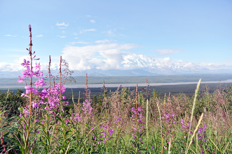 In Alaska, Yukon lies behind tall grass and plants with purple flowers the mountain range of Mount Denali shrouded in clouds.
