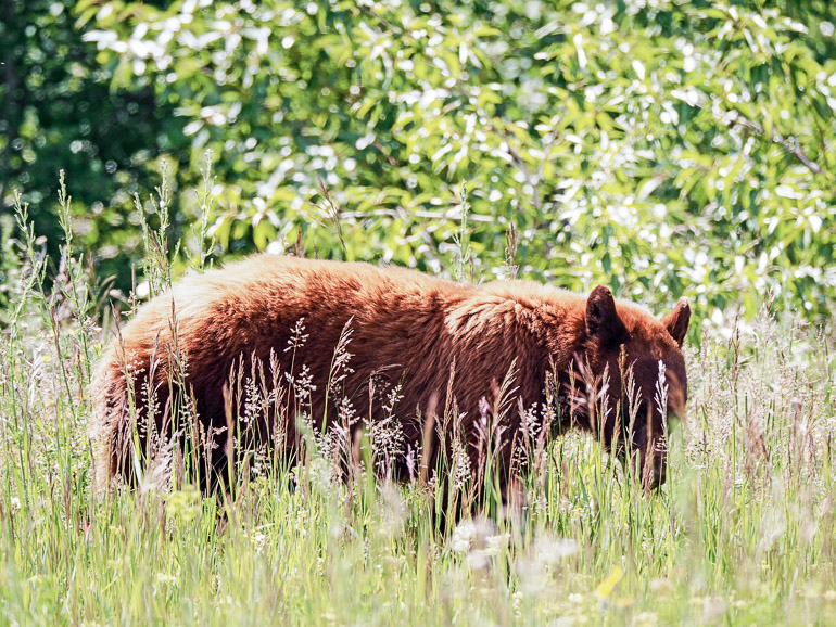 A brown bear roams the tall grass between trees at Alaska's zoo in Denali National Park.