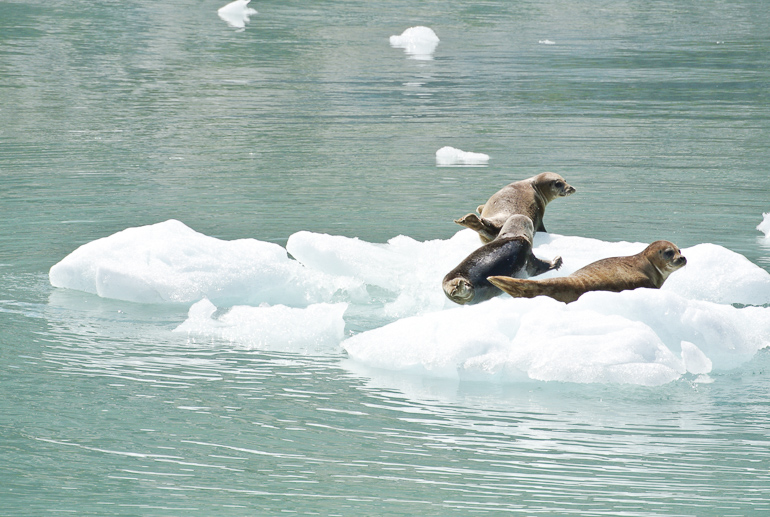 In Alaska, Yukon haben sich drei Robben auf einer schwimmenden Eisscholle im Gewässer vor dem Kenai Gletscher versammelt.