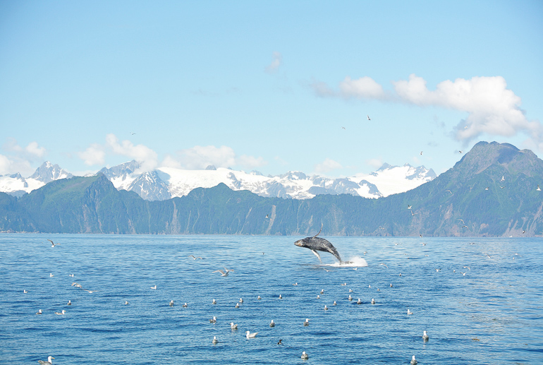 In front of Alaska's mountains, a whale jumps out of the water surrounded by birds.