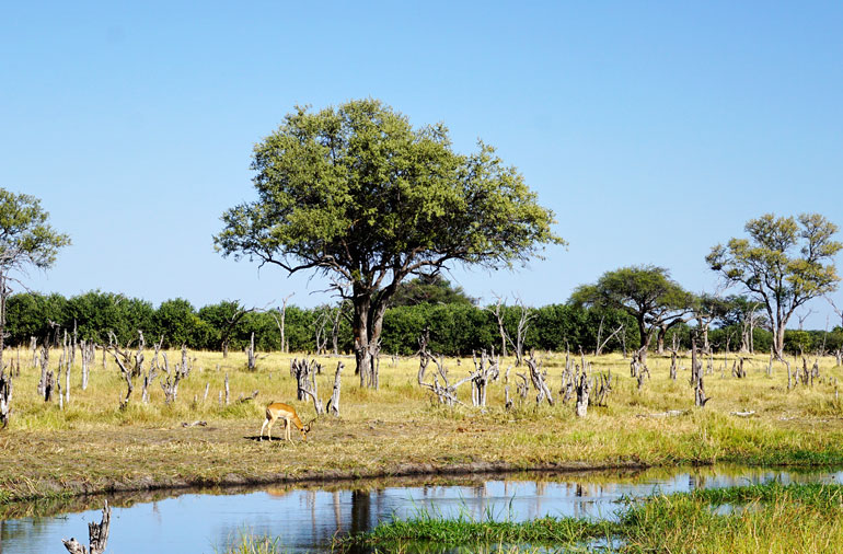 Reise-Safari mit Blick auf eine Wasserstelle in Botswana an der Impalas rasten.