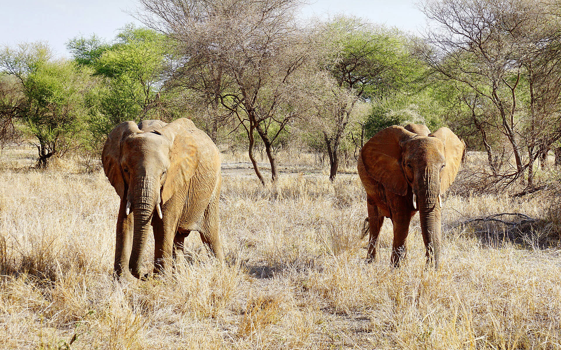 Ein Elefantenpärchen trabt durch die Safari Tansanias.