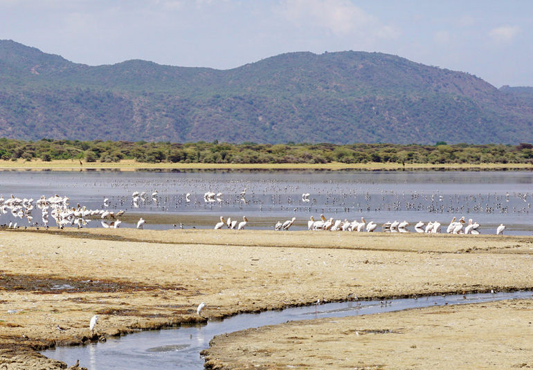 Blick auf den Lake Manyara in Tansania mit seiner Vogelvielfalt wie Störche, Pelikane und Kormorane.