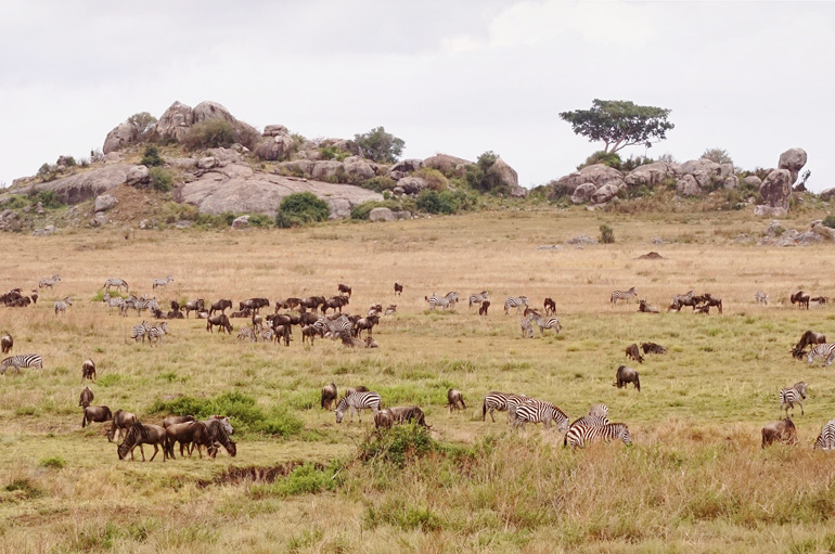Blick auf die Serengeti und deren Tieren, wie Gnus und Zebras während einer Afrika-Safari.